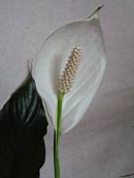 Anthurium, Fleur (1)
